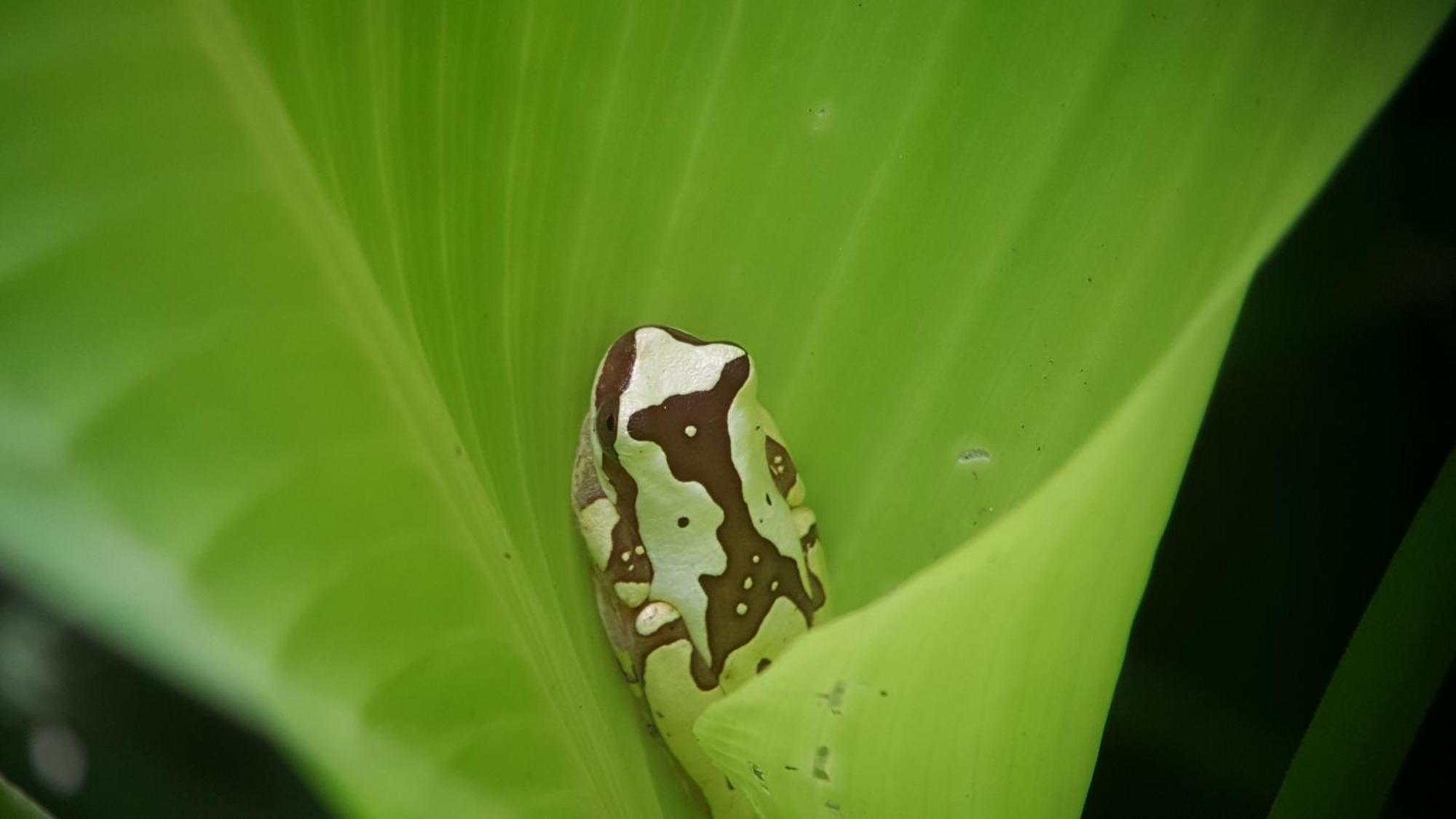 Hotel La Mariposa Manuel Antonio Zewnętrze zdjęcie