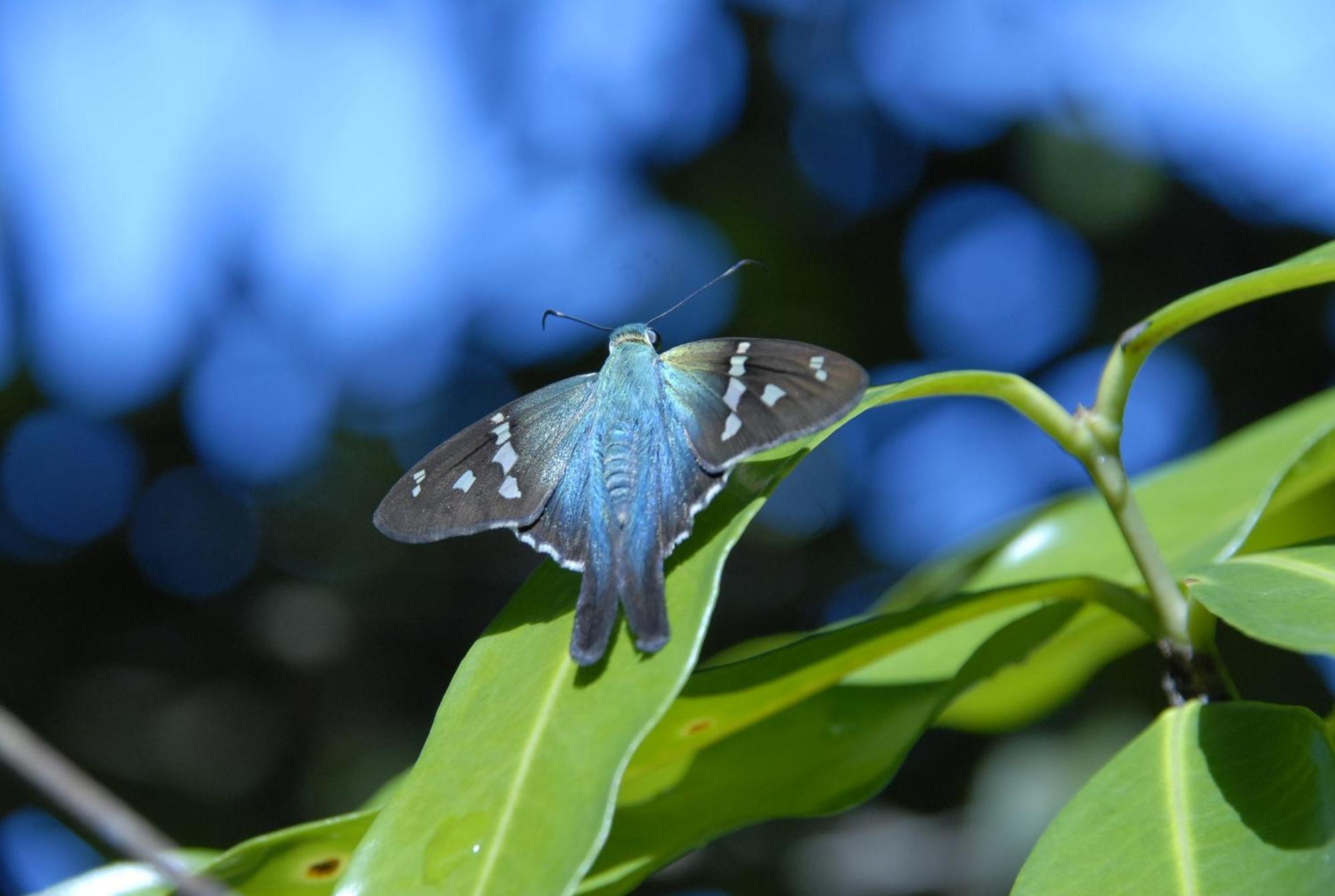 Hotel La Mariposa Manuel Antonio Zewnętrze zdjęcie