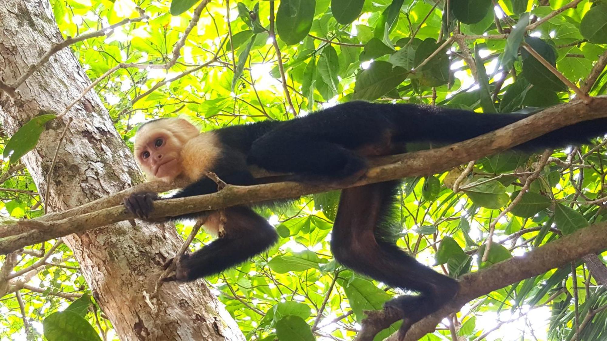 Hotel La Mariposa Manuel Antonio Zewnętrze zdjęcie